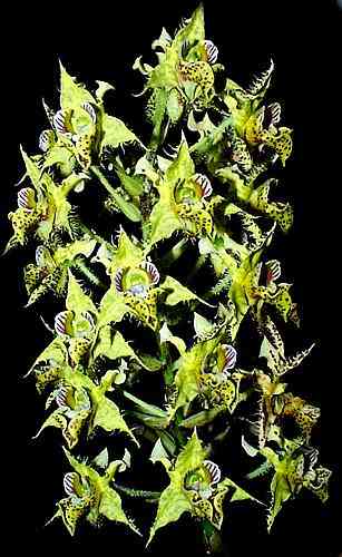 Dendrobium polysema